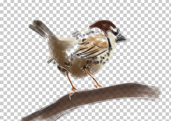 House Sparrow Bird Spanish Sparrow Moineau Atlantic Canary PNG, Clipart, Animals, Atlantic Canary, Beak, Bird, Description Free PNG Download