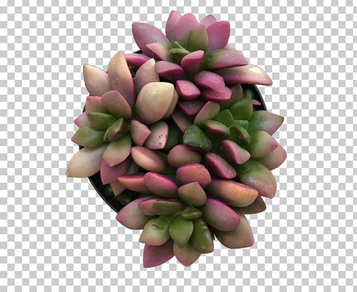 Succulent Plant Cactus Haworthia Turgida Plants PNG, Clipart, Art, Cactus, Cut Flowers, Discovery, Flower Free PNG Download