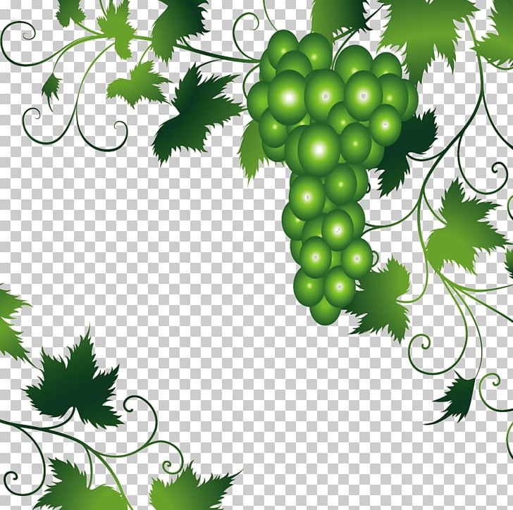 Wine Grapevines Leaf PNG, Clipart, Branch, Cartoon, Flora, Floral Design, Flowering Plant Free PNG Download