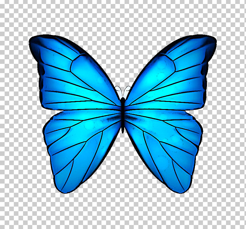 Monarch Butterfly PNG, Clipart, Blue Morpho, Butterflies, Drawing, Lepidoptera, Menelaus Blue Morpho Free PNG Download