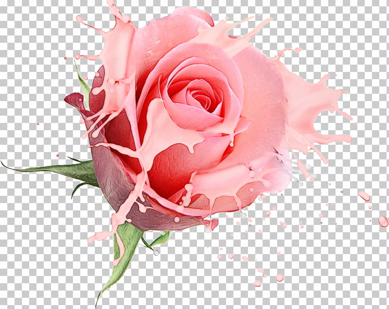 Garden Roses PNG, Clipart, Bouquet, Bud, Cut Flowers, Floral Design, Floribunda Free PNG Download