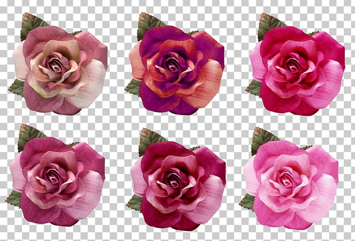 Beach Rose Garden Roses Centifolia Roses Pink Blue PNG, Clipart, Artificial Flower, Beach Rose, Blue, Centifolia Roses, Color Free PNG Download