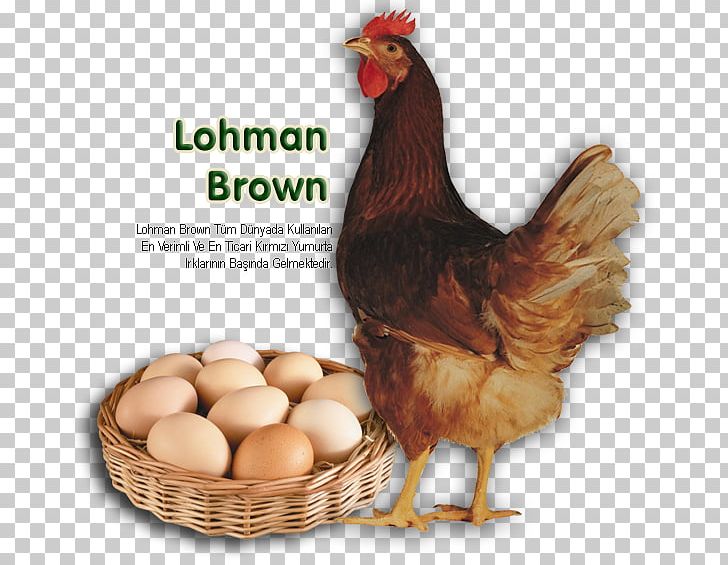 ISA Brown Lohmann Brown Sussex Chicken Leghorn Chicken Egg PNG, Clipart, Chicken, Chicken As Food, Chicken Coop, Chicken Egg, Daftar Jenis Ayam Free PNG Download