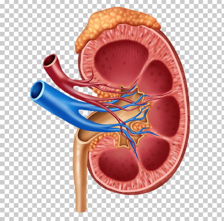 Human Body Organs Diagram Kidneys - Human Anatomy