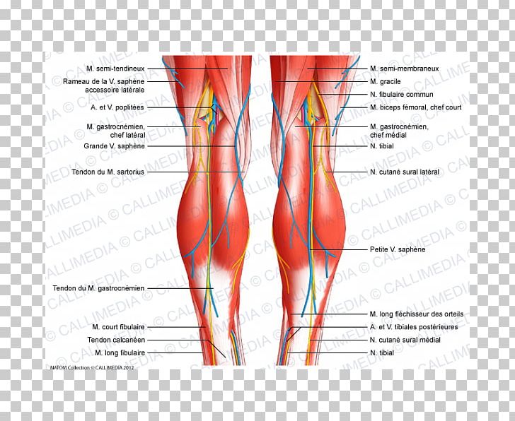 Knee Human Body Anatomy Tendon Ligament PNG, Clipart, Abdomen, Anatomy, Apparatus, Arm, Blood Vessel Free PNG Download