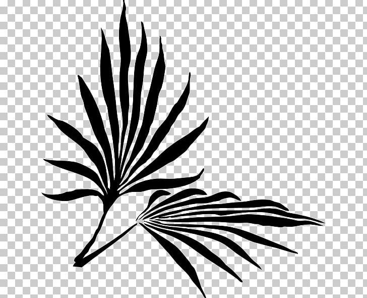 Palm Branch Frond PNG, Clipart, Artwork, Black And White, Botany, Branch, Drawing Free PNG Download
