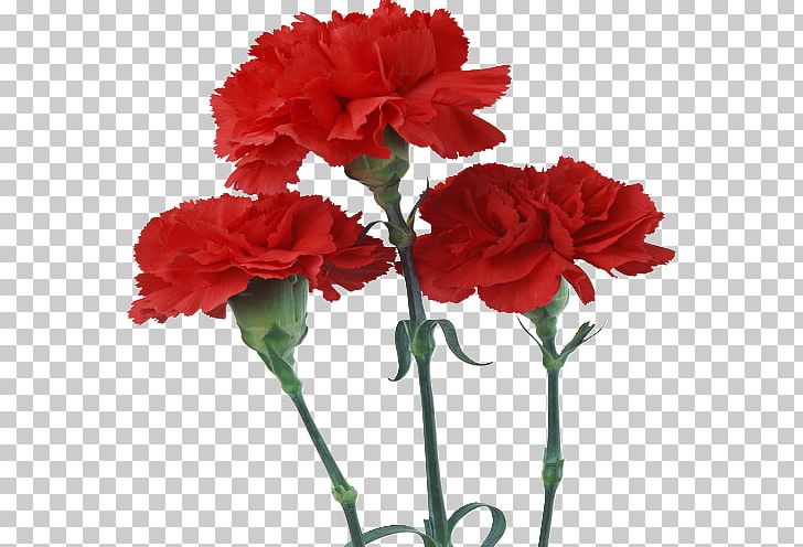 Carnation Birth Flower Red Rose PNG, Clipart, Annual Plant, Artificial Flower, Arumlily, Birth Flower, Carnation Free PNG Download