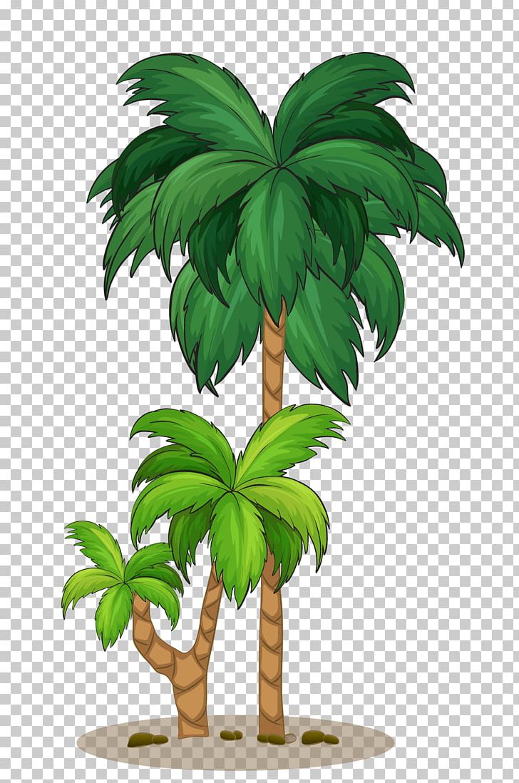 Coconut Arecaceae Tree Illustration PNG, Clipart, Arecales, Autumn Tree, Bottle Coconut, Christmas Tree, Coconut Free PNG Download