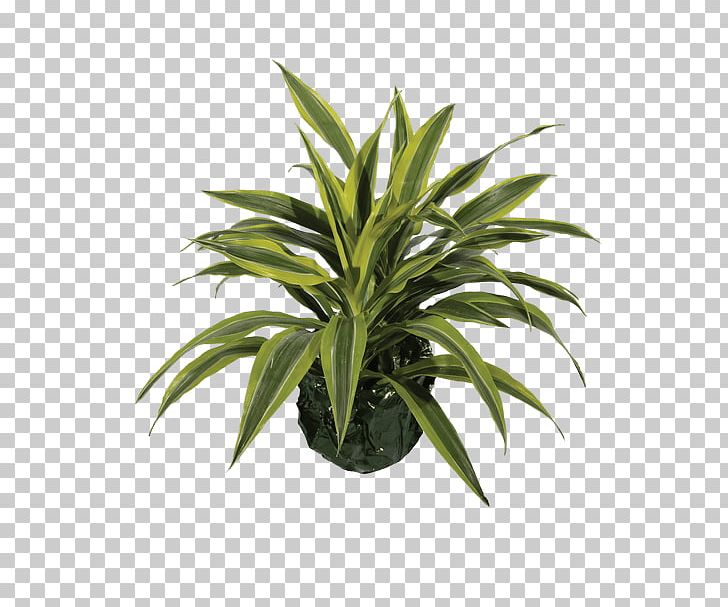 Peace Lily Houseplant Arecaceae Flowerpot PNG, Clipart, Arecaceae, Arecales, Evergreen, Flower, Flowerpot Free PNG Download