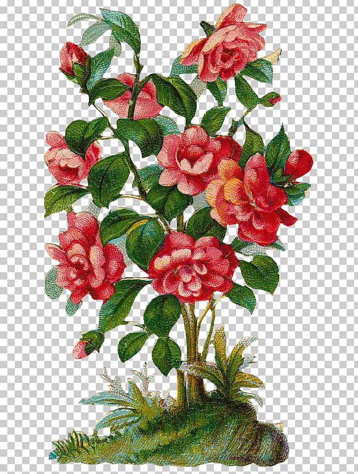 Rose Shrub Plant PNG, Clipart, Art, Artificial Flower, Camellia, Cut Flowers, Floral Free PNG Download