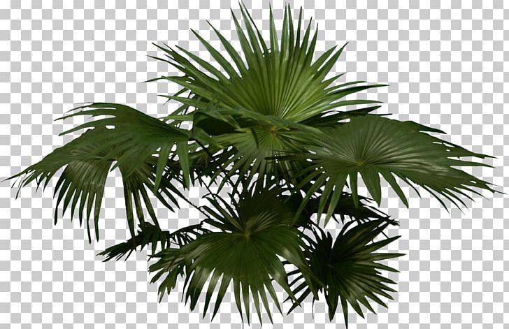 Arecaceae Woody Plant Tree PNG, Clipart, Arecaceae, Arecales, Asian Palmyra Palm, Attalea Speciosa, Borassus Flabellifer Free PNG Download