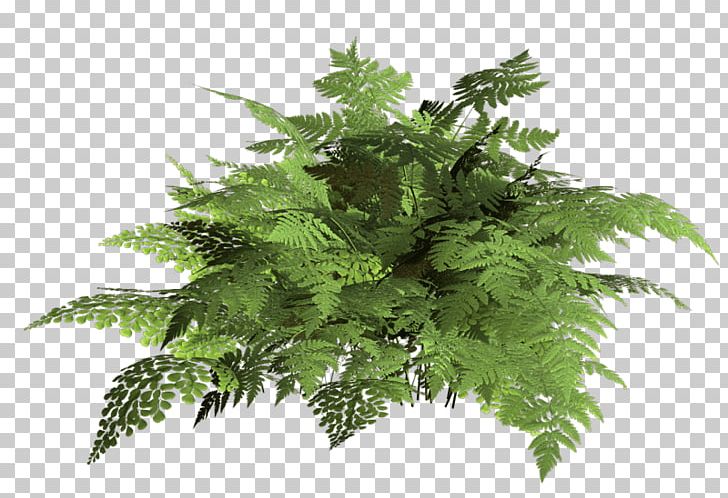 Fern Vascular Plant Photography PNG, Clipart, Burknar, Digital Image, Fern, Ferns And Horsetails, Flowerpot Free PNG Download