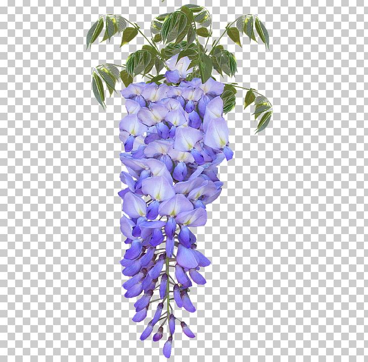 Japanese Wisteria Flower Wisteria Frutescens Legumes PNG, Clipart, Branch, Cut Flowers, Floral Design, Flower, Flowering Plant Free PNG Download