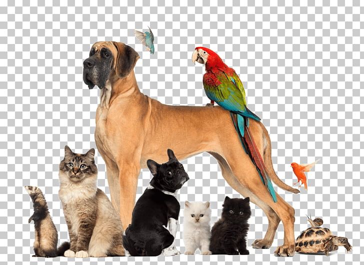 Pet Sitting Dog Walking Cat PNG, Clipart, Animals, Animal Shelter, Cat, Cat Like Mammal, Dog Free PNG Download