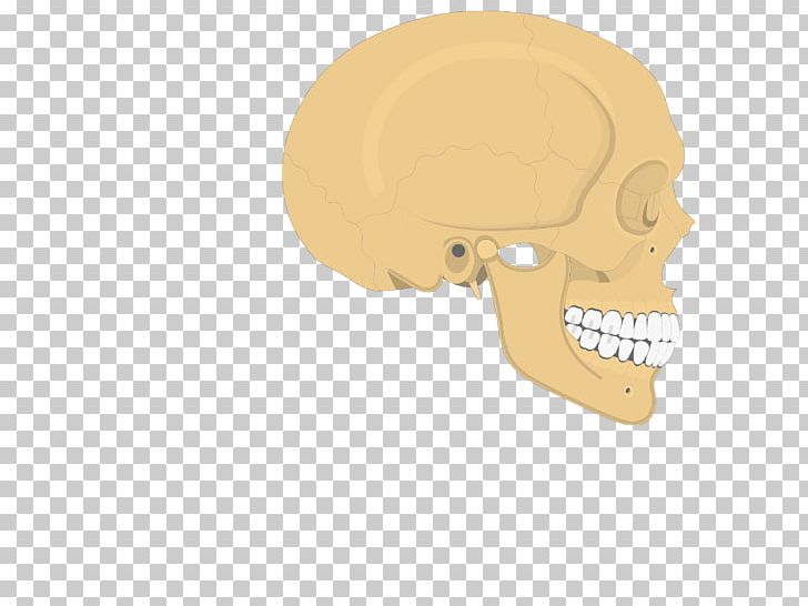 Skull Parietal Bone Temporal Line Human Skeleton Anatomy PNG, Clipart, Anatomy, Axial Skeleton, Bone, Ear, Head Free PNG Download