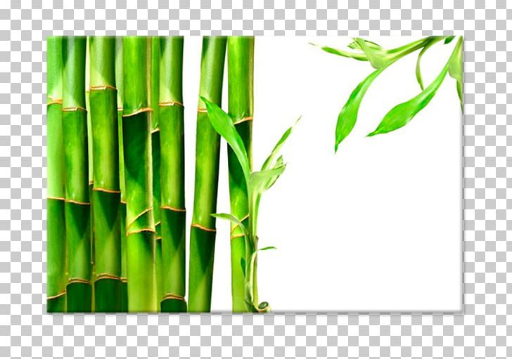 Bamboo Textile Paper Lucky Bamboo Tropical Woody Bamboos PNG, Clipart, Bamboo, Bamboo Processing Machine, Bamboo Shoot, Bamboo Textile, Bambu Free PNG Download