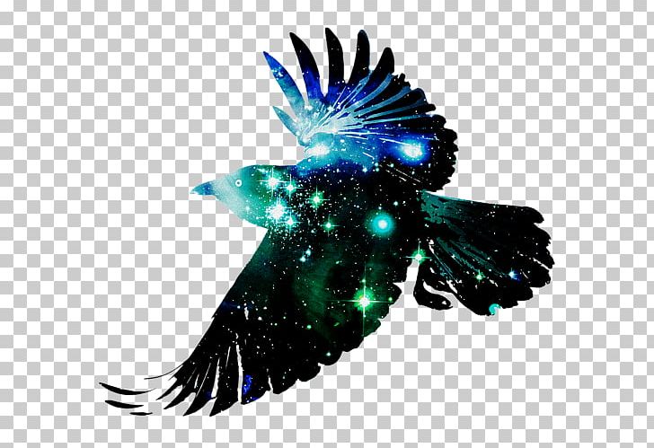 Bird Common Raven Desktop Crow Flight PNG, Clipart, 4k Resolution, Animal, Beak, Bird, Common Raven Free PNG Download