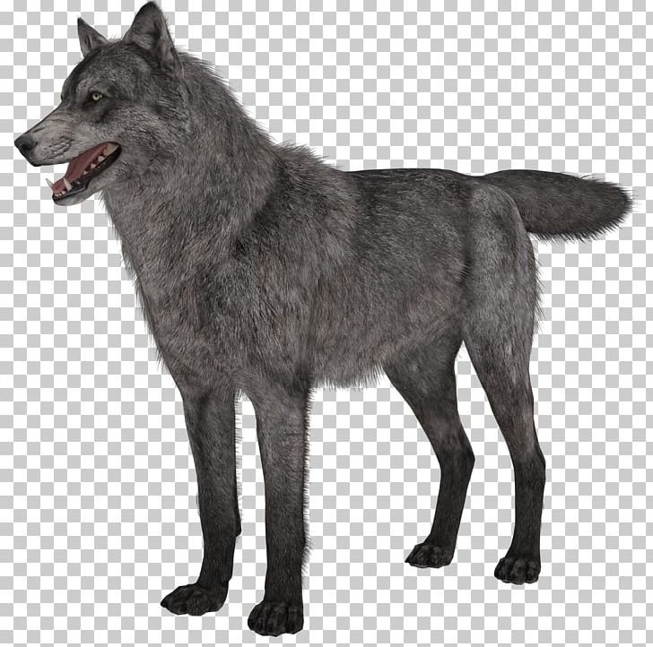 Black Norwegian Elkhound Saarloos Wolfdog Czechoslovakian Wolfdog Kunming Wolfdog PNG, Clipart, Animal, Animals, Arctic Wolf, Black Norwegian Elkhound, Black Wolf Free PNG Download