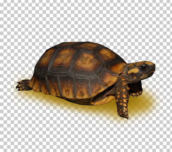 Box Turtles Tortoise Snapping Turtles Sea Turtle PNG, Clipart, Amazon, Animal, Animals, Basin, Box Turtle Free PNG Download