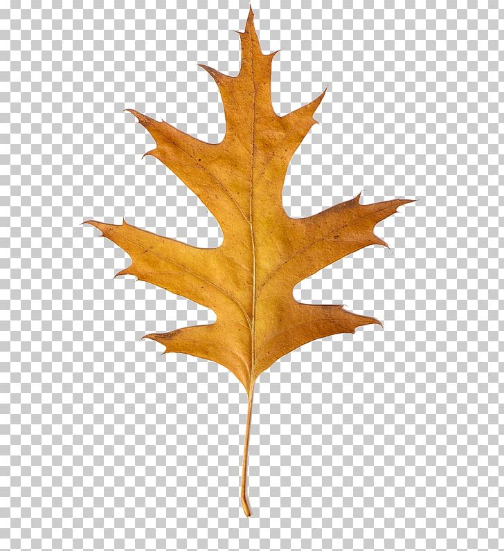 Canadian Maple Leaf PNG, Clipart, Canadian Gold Maple Leaf, Canadian Maple Leaf, Canadian Silver Maple Leaf, Gimp, Leaf Free PNG Download