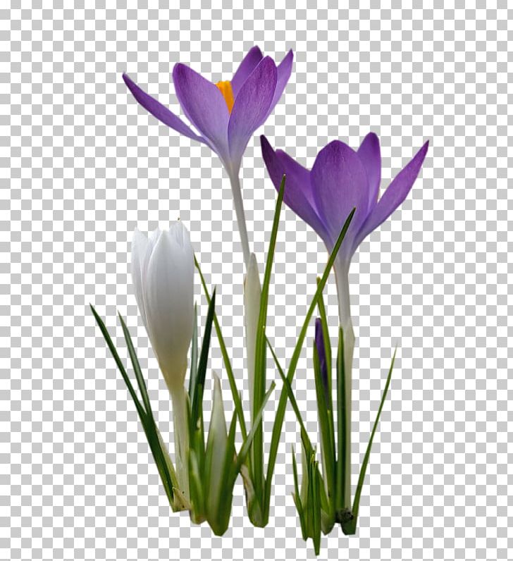 Crocus Cut Flowers Violet Mauve PNG, Clipart, Blue, Cicekler, Color, Flower, Flowering Plant Free PNG Download