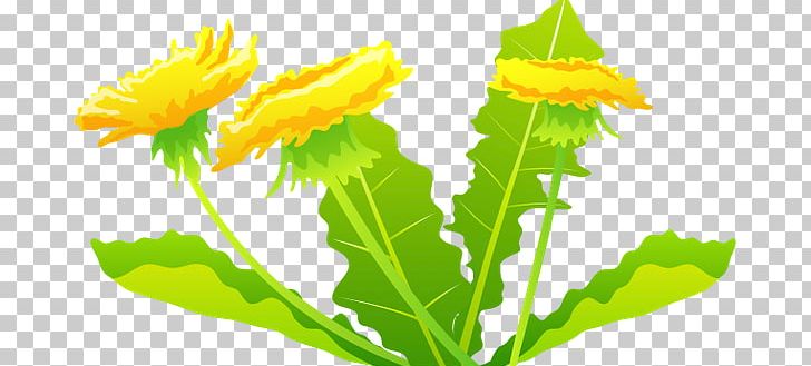 Dandelion Plant PNG, Clipart, Calendula, Daisy Family, Dandelion, Encapsulated Postscript, Flower Free PNG Download