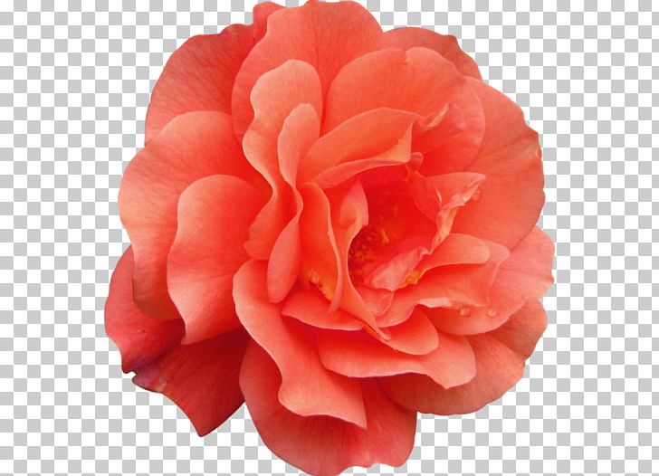 Garden Roses Cabbage Rose Floribunda Japanese Camellia Peony PNG, Clipart, Cabbage Rose, Camellia, China Rose, Closeup, Cut Flowers Free PNG Download