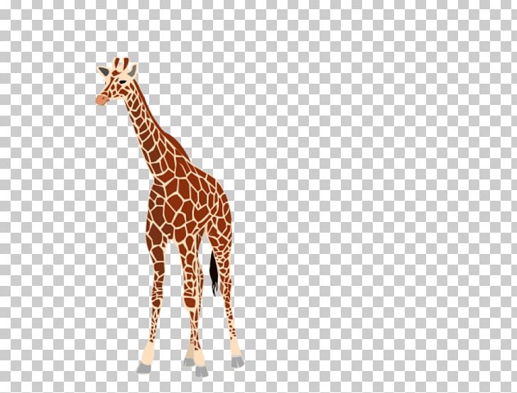 Giraffe PNG, Clipart, Animal Figure, Animals, Computer Icons, Download, Giraffe Free PNG Download