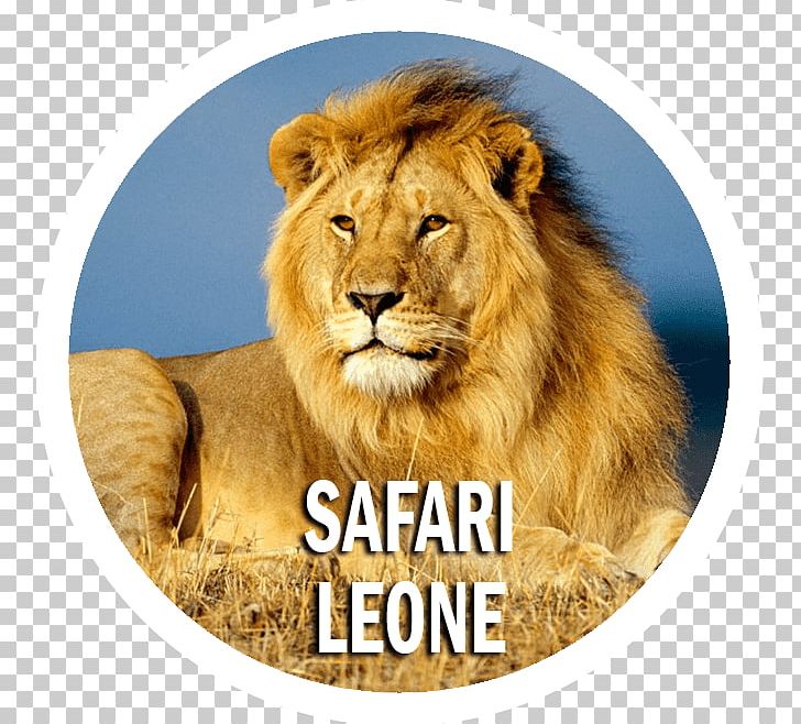 Lion England Serengeti National Park Antelope Wildlife PNG, Clipart, Amboseli National Park, Animal, Animals, Antelope, Big Cats Free PNG Download