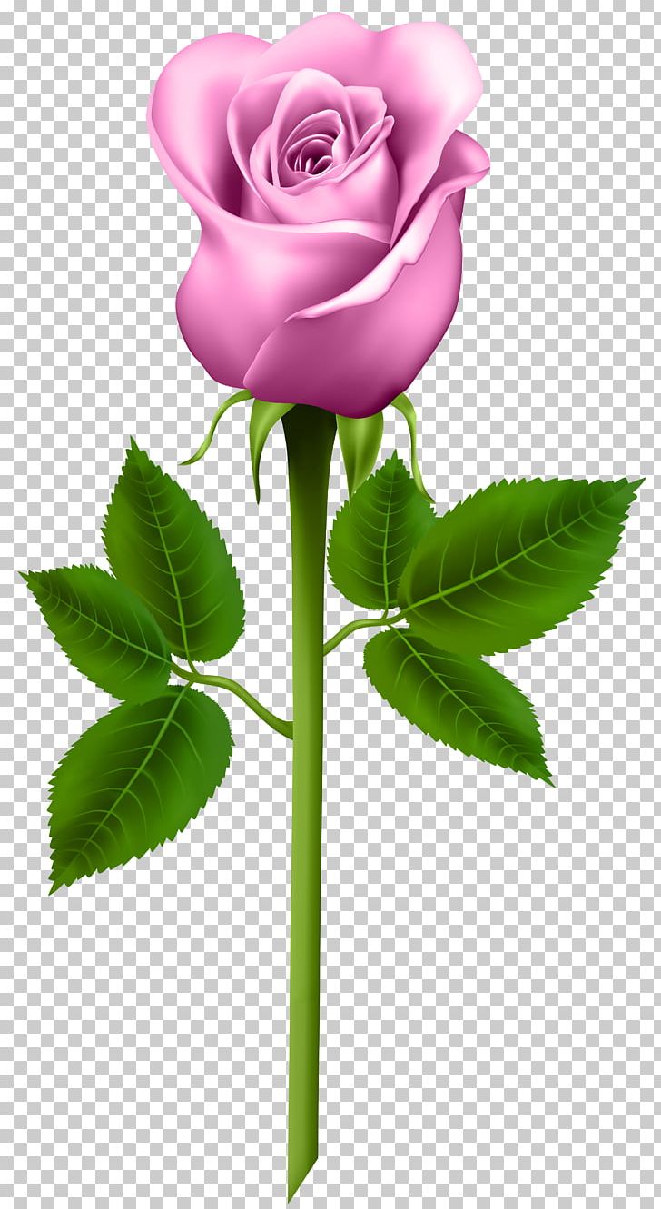 Rose Flower PNG, Clipart, Blue, Blue Rose, Bud, Clip Art, Color Free PNG Download
