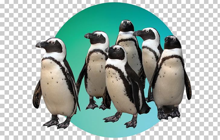The Maryland Zoo In Baltimore Penguin Pride Of Baltimore Baltimore Clipper PNG, Clipart, Animals, Baltimore, Baltimore Clipper, Baltimore County Maryland, Beak Free PNG Download