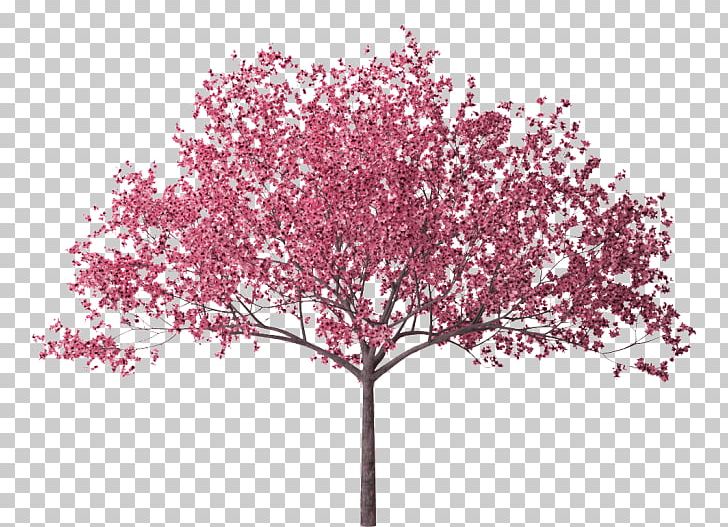 Cherry Blossom Tree Branch PNG, Clipart, Bark, Blossom, Branch, Cherry, Cherry Blossom Free PNG Download