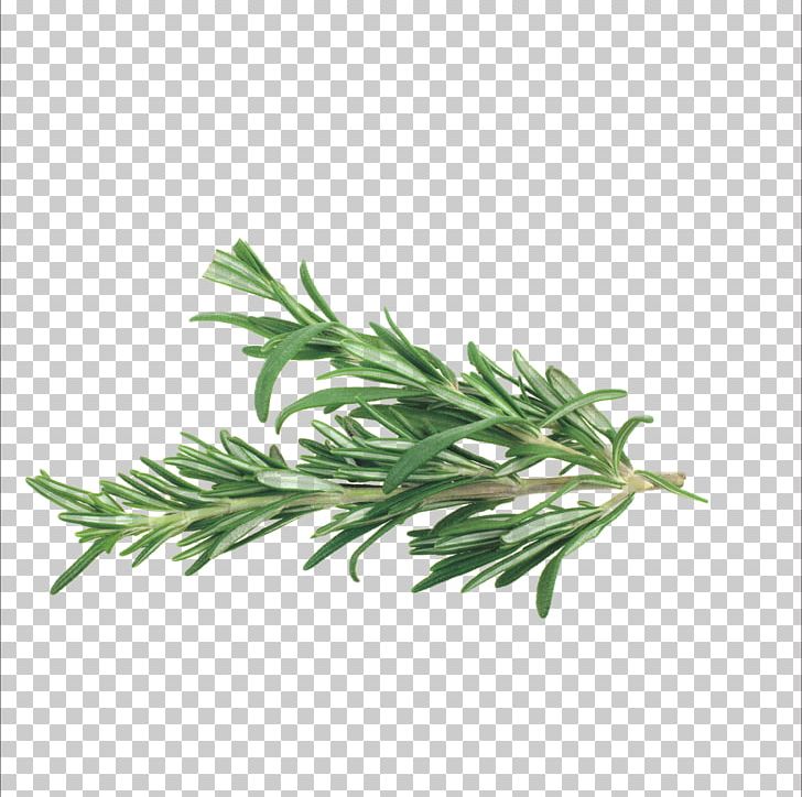 Rosemary Herb Mediterranean Cuisine Spice Vegetable PNG, Clipart, Aromatic Herbs, Basil, Chinese, Chinese Herbs, Compendium Free PNG Download