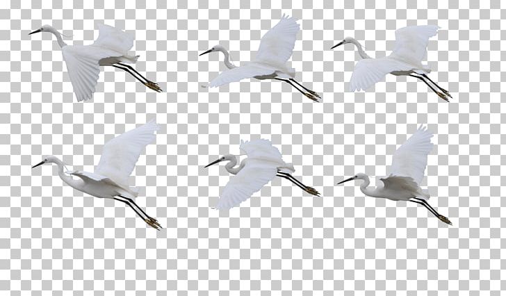 Siberian Crane Bird Flight PNG, Clipart, Asuka, Beak, Bird, Bird Flight, Crane Free PNG Download