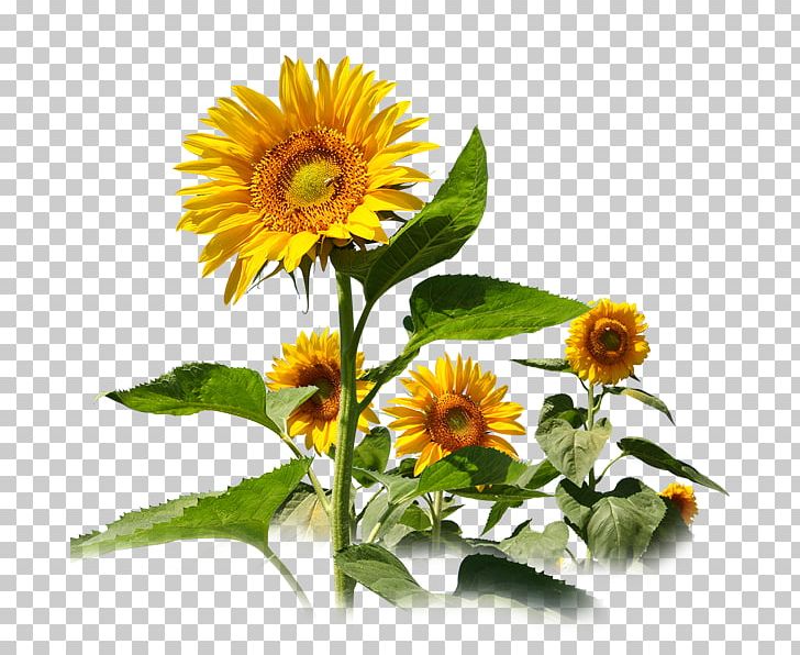 Common Sunflower Sunflower Travel Service Sunflower Seed PNG, Clipart, Annual Plant, Copyright, Daisy Family, Flower, Flower Free PNG Download