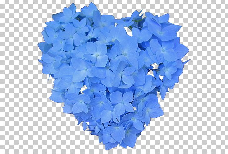 Hydrangeaceae Cut Flowers Petal PNG, Clipart, Blue, Cobalt Blue, Cornales, Cut Flowers, Flower Free PNG Download