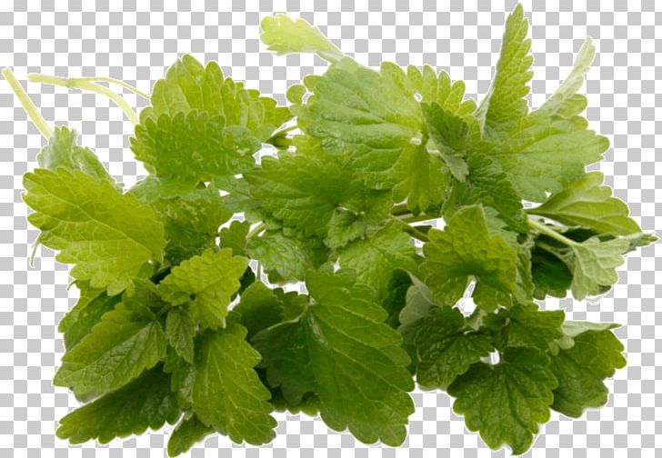 Peppermint Oil Lemon Balm Organic Food Aroma PNG, Clipart, Aroma, Breathing, Carrier Oil, Des, Distillation Free PNG Download