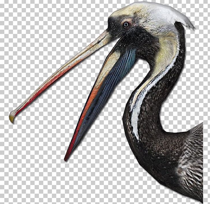 Zoo Tycoon 2 Digital Art Bird Animal PNG, Clipart, Animal, Animals, Art, Art Game, Beak Free PNG Download