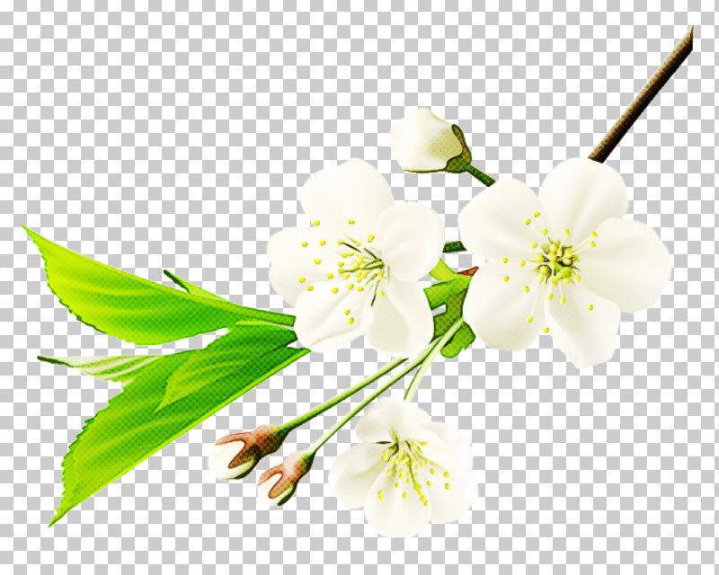 Flower Plant Branch Petal Pedicel PNG, Clipart, Blossom, Branch, Cut Flowers, Flower, Mock Orange Free PNG Download
