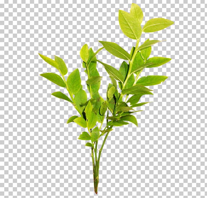 Leaf Green Tea Branch Computer File PNG, Clipart, Android, Background Green, Branch, Download, Flowerpot Free PNG Download