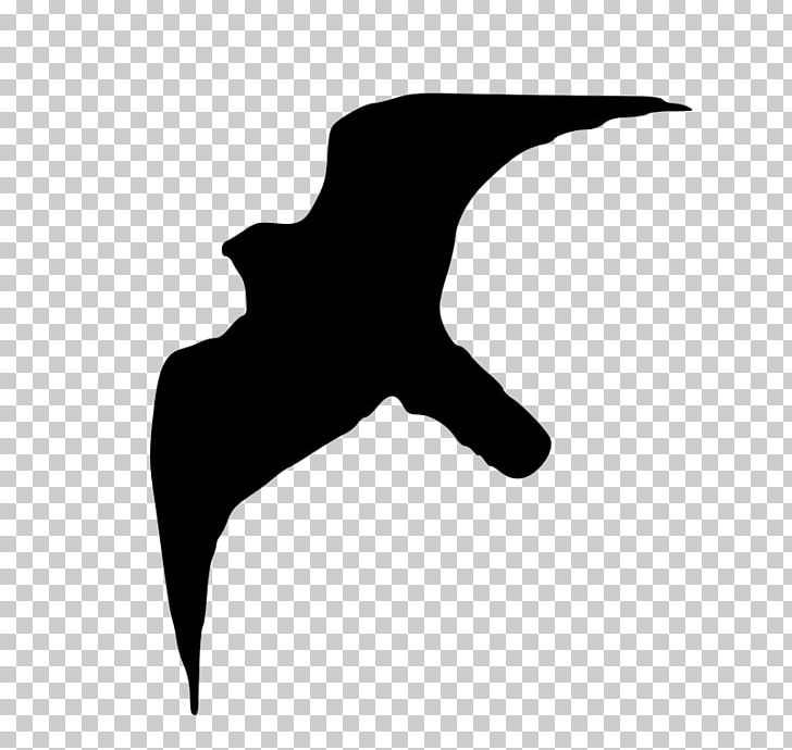 Peregrine Falcon Bird Silhouette PNG, Clipart, Beak, Bird, Bird Flight, Bird Of Prey, Black Free PNG Download