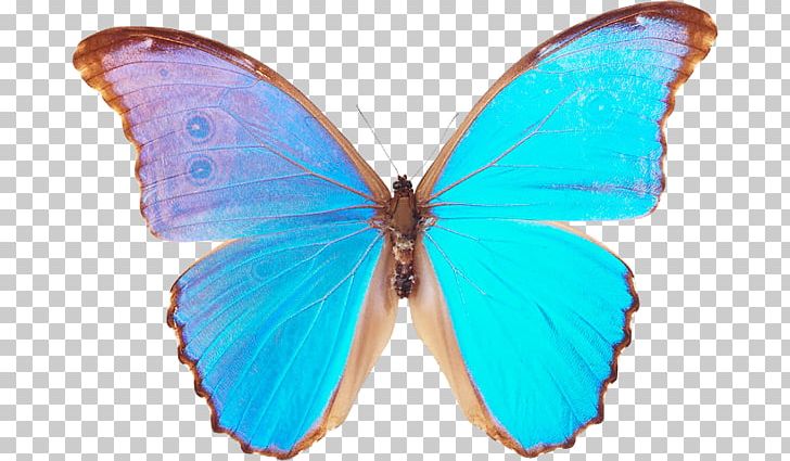 Butterfly Menelaus Blue Morpho Godart's Morpho PNG, Clipart,  Free PNG Download