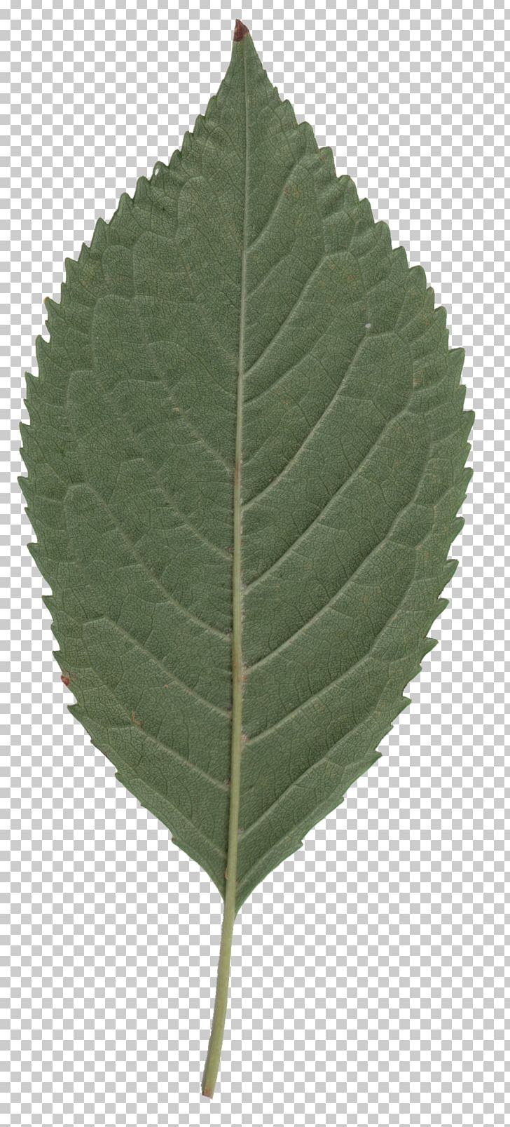 Cherry Leaf Spot Cottonwood Tree Sweet Cherry PNG, Clipart, Bud, Cherry, Cherry Leaf Spot, Clover, Cottonwood Free PNG Download