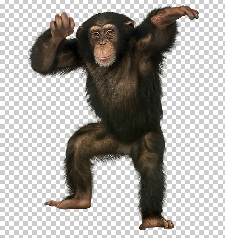 Common Chimpanzee Bonobo Monkey Ape Bornean Orangutan PNG, Clipart, Animals, Baboons, Background Black, Black Background, Black Board Free PNG Download