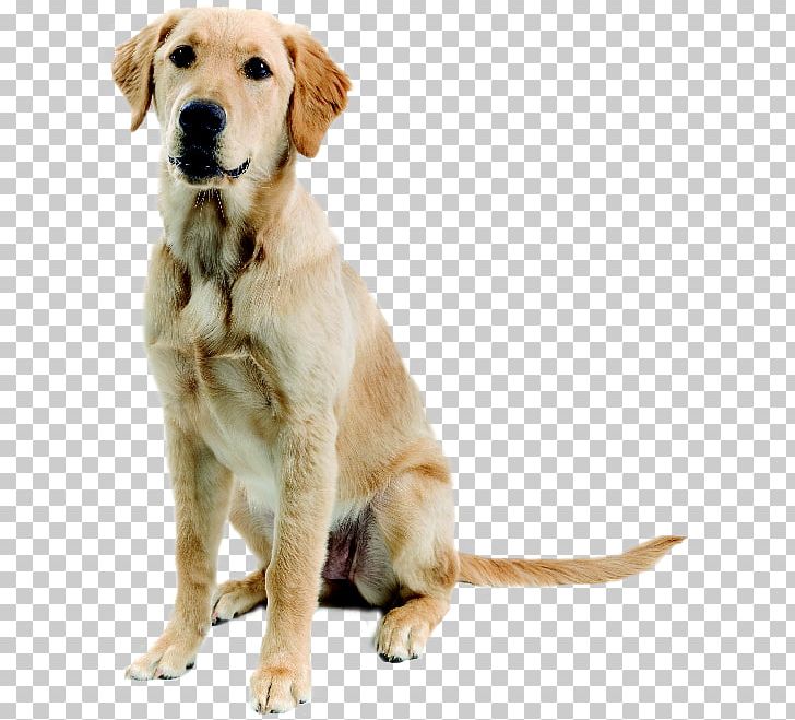 Dogs PNG, Clipart, Dogs Free PNG Download