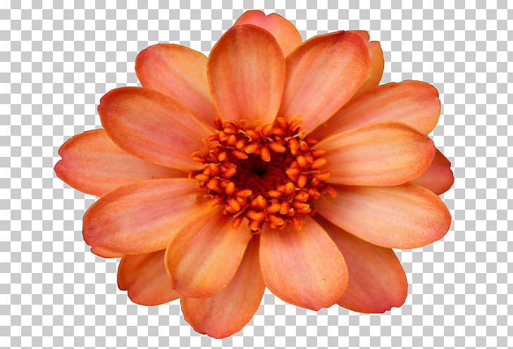 Flower Orange Desktop PNG, Clipart, Chrysanthemum, Chrysanths, Color, Cut Flowers, Dahlia Free PNG Download