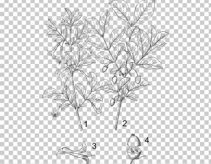 Lonicera Ciliosa Lonicera Sempervirens Flower Plant Vine PNG, Clipart, Artwork, Biological Classification, Black And White, Branch, Caprifoliaceae Free PNG Download