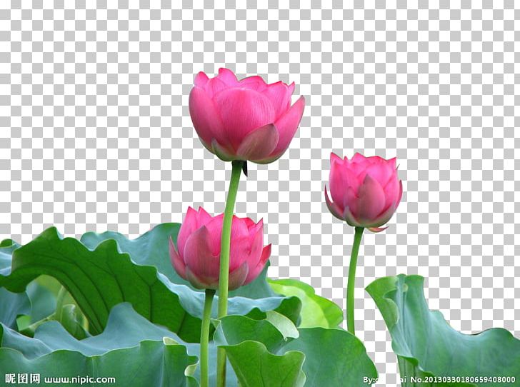 Nelumbo Nucifera Photography Fukei Tulip Pink PNG, Clipart, Computer Wallpaper, Dew, Flower, Flowering Plant, Flowers Free PNG Download