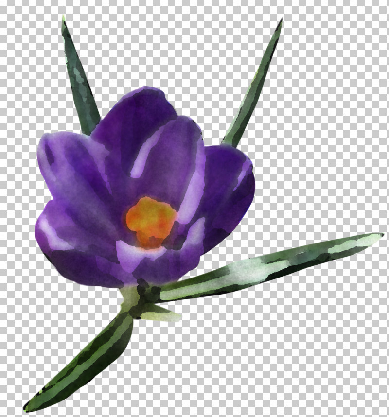 Flower Violet Purple Plant Spring Crocus PNG, Clipart, Crocus, Flower, Iris Family, Petal, Plant Free PNG Download