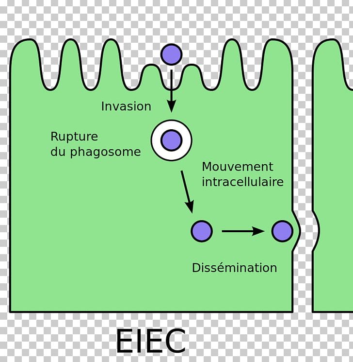 E. Coli Enteroinvasive Escherichia Coli Bacterial Cell Structure Pathovar PNG, Clipart, Angle, Area, Bacteria, Bacterial Cell Structure, Brand Free PNG Download